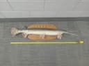 Photo of Gar/Goldent trout mount