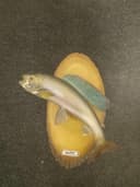 Photo of Arctic Grayling/Golden Trout mounts