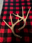 Photo of Synthetic Rattling Antlers $15