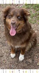 Photo of AKC Australian Shepherd