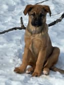 Photo of Rare Leonberger and Black Labrador cross