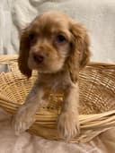 Photo of Pure Bred Cocker Spaniel SOLD