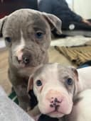 Photo of RARE American bully pups