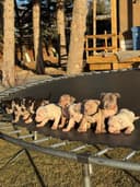 Photo of Rare pups bully