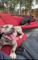 Photo of Rare bullies American