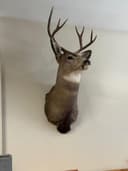 Photo of Mule Deer Mounted Head