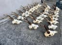 Photo of Roe Deer Skull with Natural Antlers – European Mount – Rustic / Gothic Decor
