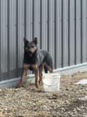 Photo of Kelpie Pup for sale