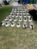 Photo of Waterfowl Field Setup