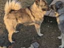 Photo of Norwegian Elkhound - Purebred Breeding Male and Farm Dog