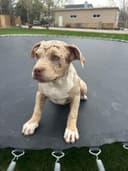 Photo of Rare American bully puppy’s