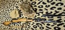 Photo of Jungle Carbine No.5 Mk1 in Queensland Maple