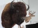 Photo of Bison shoulder mount