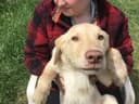 Photo of Beautiful Yellow Lab/Border Collie cross Puppies — ONLY 2 Females and 1 Male LEFT!