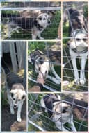 Photo of Rescue dog needs a new home.