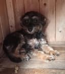 Photo of $1200 each. A mature Poodle mix female sisters-puppy