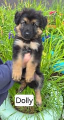 Photo of Long Haired German Shepherd Puppies