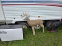 Photo of 3D Archery Targets