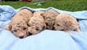 Photo of Only 4 Available!!! Adorable Bichon/Poodle (Poochon) Puppies!!!