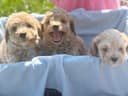 Photo of Adorable Bichon/Poodle (Poochon) Puppies!!!