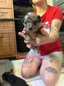 Photo of Chihuahua Puppies