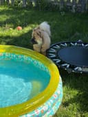 Photo of Chow chow *$1250 if she finds a home today !*