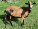 Photo of American Black Belly Sheep 1 Ram 3 Ewes 3 Lambs