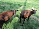 Photo of American Black Belly Sheep 1 Ram 3 Ewes 2 Lambs