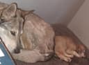 Photo of Wolf Hybred Malamute Pups