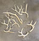 Photo of Elk and Deer Sheds