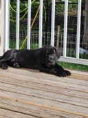 Photo of Great Dane Puppies | Ready Now|