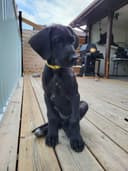 Photo of Great Dane Puppies | 14 Weeks Old| Ready for Their Forever Homes