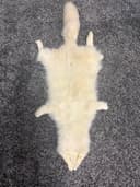 Photo of Ranch Raised Tanned White Fur Pelt (Full Tail & Stamp) – Mission, BC