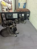 Photo of Purebred NORWEGIAN ELKHOUND Puppies available in SEPTEMBER