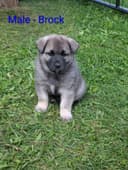 Photo of Purebred NORWEGIAN ELKHOUND male pup available in SEPTEMBER