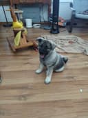 Photo of Purebred NORWEGIAN ELKHOUND male puppy 10 wks old