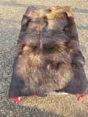 Photo of Moose Hide