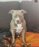 Photo of Having to rehome our precious lilac tri American pit bull