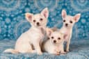 Photo of 2 Chihuahua puppies ready to go home!