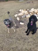 Photo of Pure standard poodle pups . Litter of 10 , 6 available.