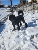Photo of standard poodle pups . Litter of 10 , 6 available.