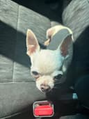 Photo of Chihuahua Seeking Wonderful Companion Home.