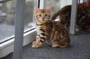 Photo of Beautiful Bengal Kittens Available for Loving Homes