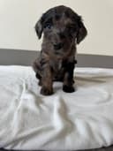 Photo of Aussiedoodle x Moyen Poodle Pups