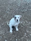 Photo of Dogs for adoption Calgary FREE