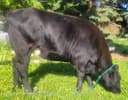 Photo of Holstein Angus, Halter Trained Milk Cow