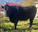 Photo of Holstein Angus, Bred, Halter Trained Milk Cow
