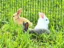 Photo of Baby Rex and Lionhead Bunny Rabbits