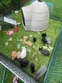 Photo of Baby Rex and Lionhead Bunny Rabbits