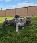 Photo of XL Merle American Bullies